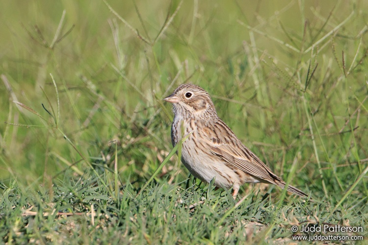 Vesper Sparrow, Big Bend National Park, Texas, United States